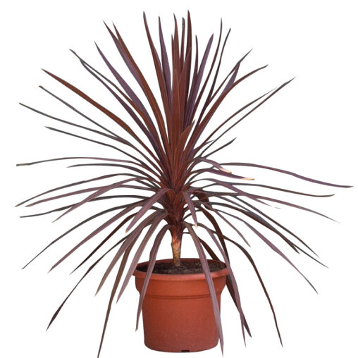 Koolpalm rood